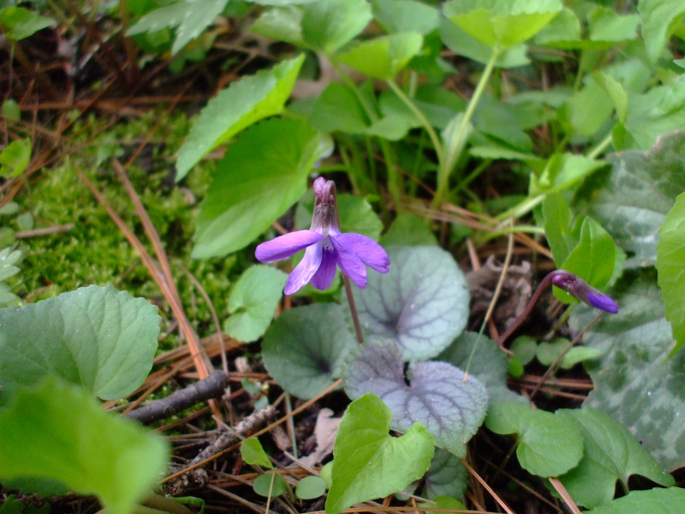 Viola hirsutula